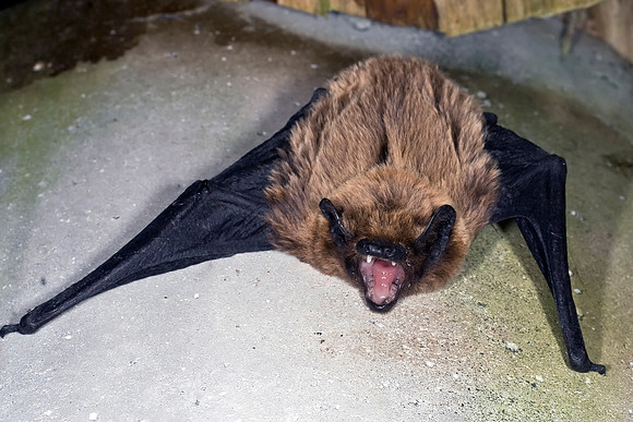 Nyctalus azoreum