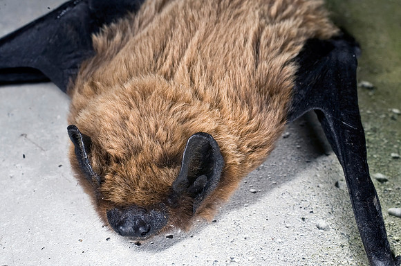 Nyctalus azoreum