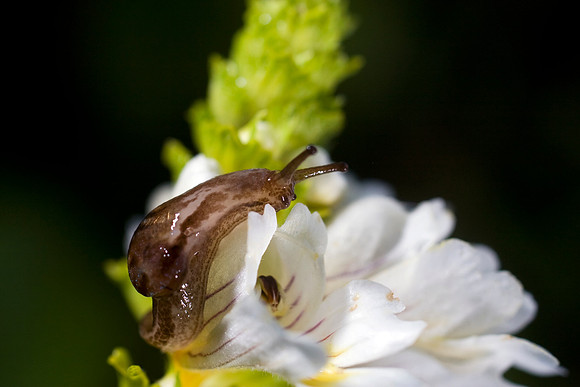 Azores Endemism