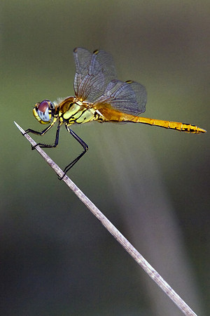 Draganfly